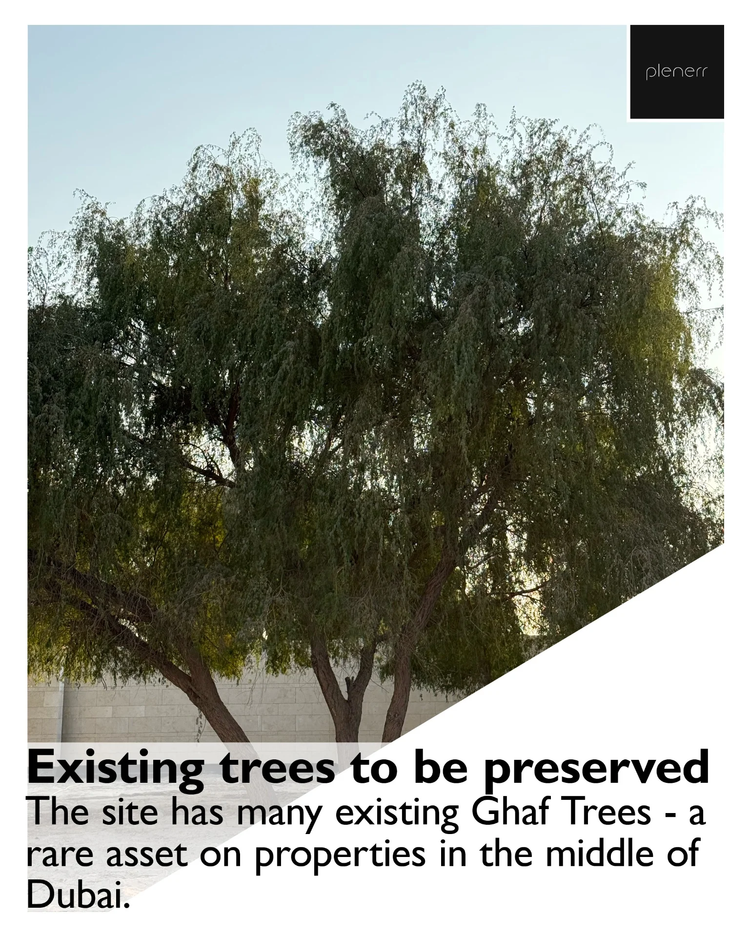 Guardianship photo 3